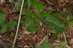 Kidneyleaf rosinweed